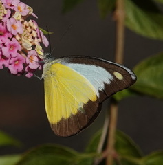 Appias lyncida