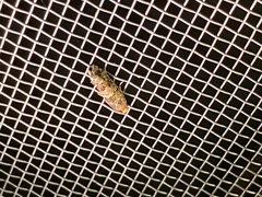 Eucopina tocullionana