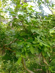 Rauvolfia tetraphylla