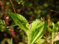 Ceriagrion auranticum