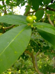 Rauvolfia tetraphylla