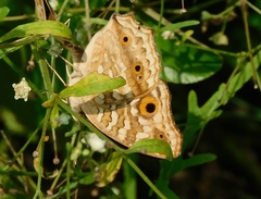 Junonia lemonias