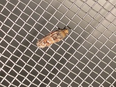 Eucopina tocullionana