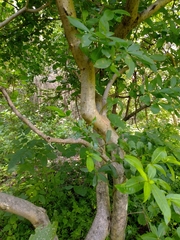 Rauvolfia tetraphylla