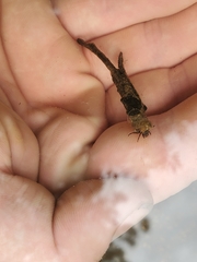 Trichoptera