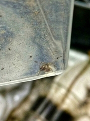Araneidae