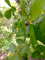 Rauvolfia tetraphylla