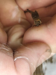 Trichoptera