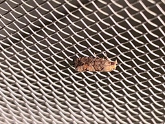 Eucopina tocullionana