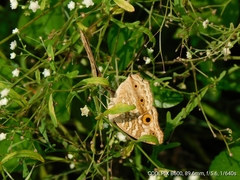 Junonia lemonias