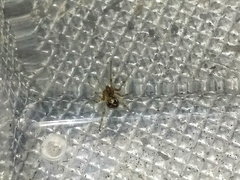 Araneidae