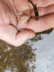 Trichoptera