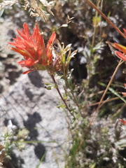 Castilleja applegatei