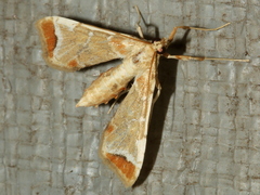 Leucinodes cordalis