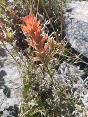 Castilleja applegatei