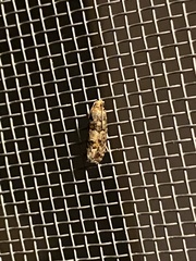 Eucopina tocullionana