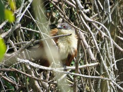 Centropus superciliosus burchellii