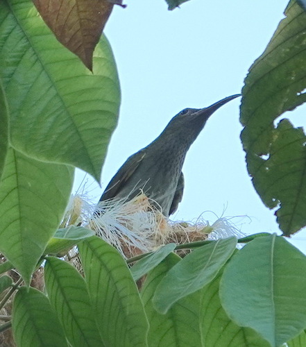 Grey-breasted Spiderhunter (Arachnothera modesta), photo 10