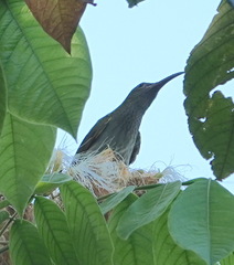 Arachnothera modesta