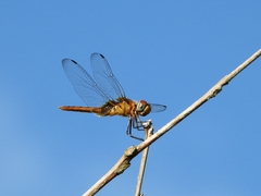 Urothemis signata