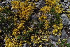 Vulpicida juniperinus