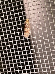 Eucopina tocullionana