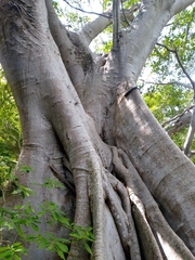 Ficus cotinifolia