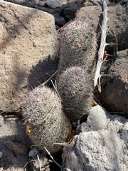 Mammillaria dioica dioica