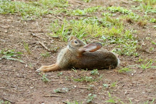 Eastern Cottontail photographed in Georgia