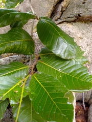 Ficus cotinifolia