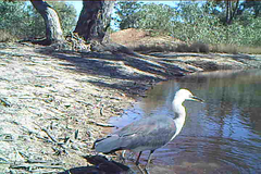 Ardea pacifica