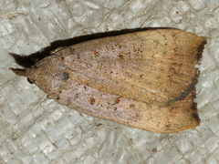 Rhapsa suscitatalis