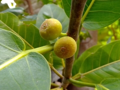 Ficus cotinifolia