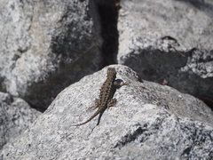 Sceloporus occidentalis bocourtii