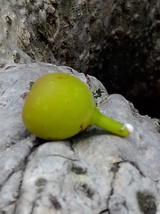 Ficus cotinifolia