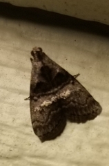 Pococera asperatella