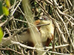 Centropus superciliosus burchellii