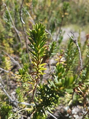 Phyllodoce breweri