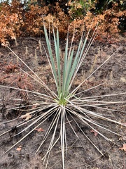 Yucca arkansana