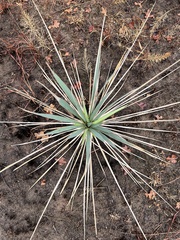 Yucca arkansana