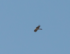 Gypaetus barbatus