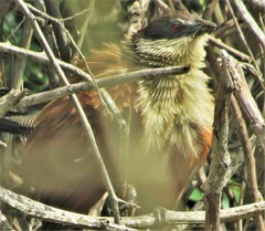 Centropus superciliosus burchellii