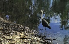 Ardea pacifica