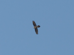 Gypaetus barbatus