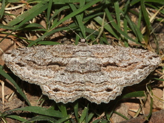 Scioglyptis chionomera