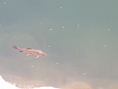 Salvelinus fontinalis