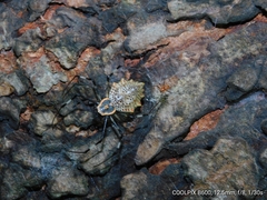 Herennia multipuncta