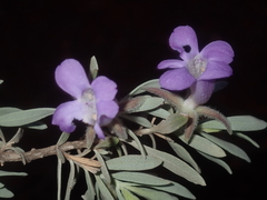 Eremophila
