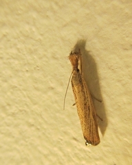 Agriphila vulgivagellus