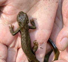 Taricha granulosa